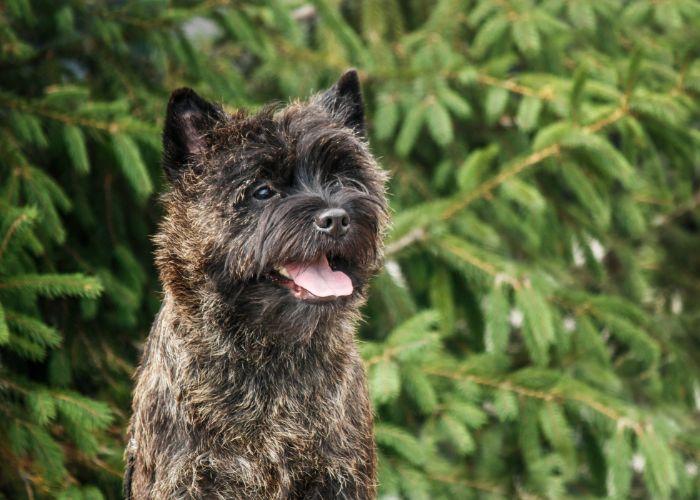 Cairn terrier introductie