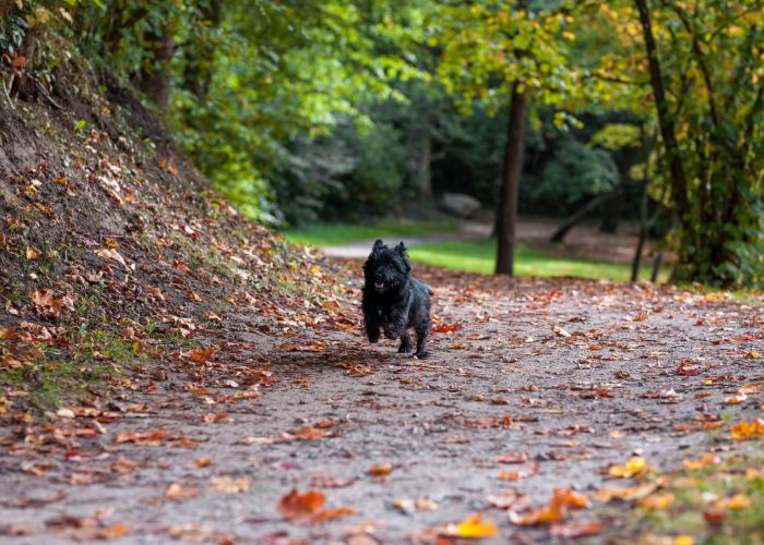Rennende cairn terrier