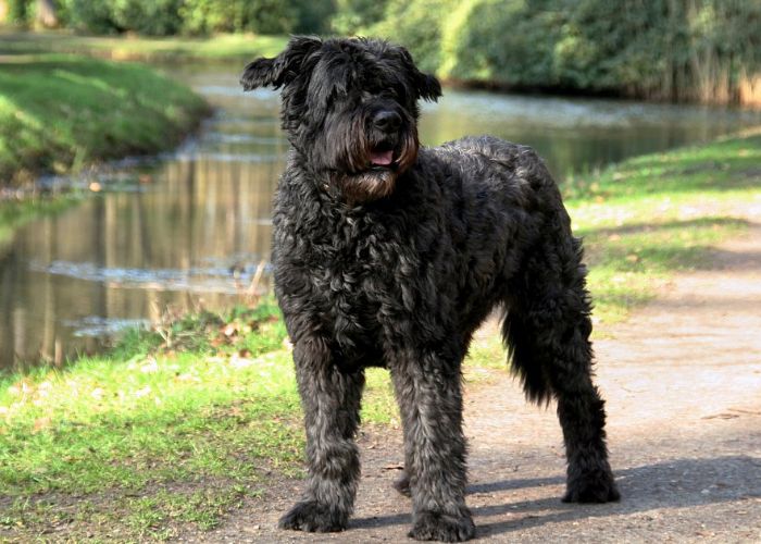 Bouvier des flandres introductie