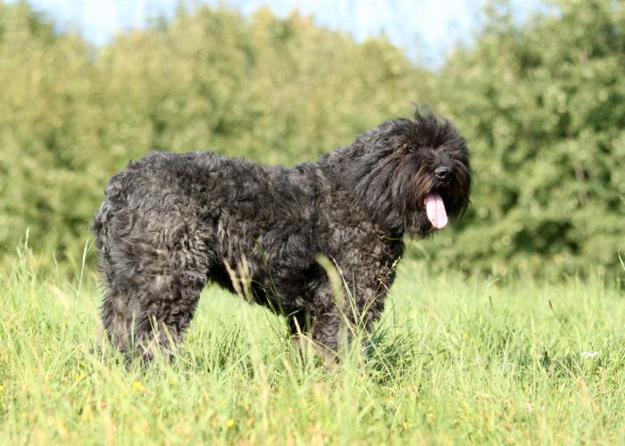Goed verzorgde bouvier des flandres