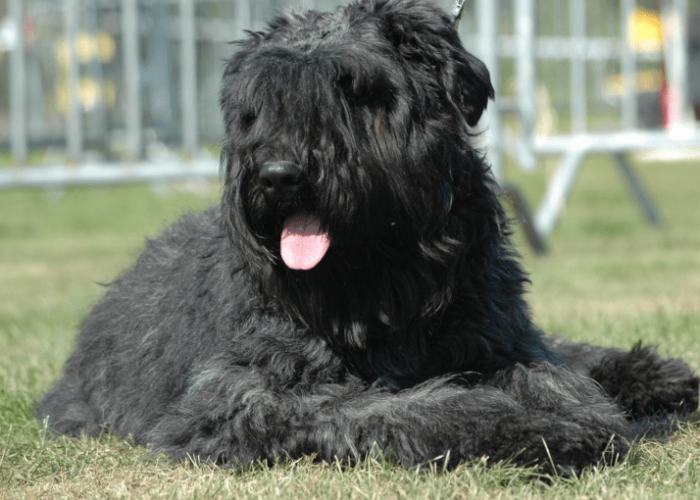 Het opvoeden van een bouvier des flandres pup