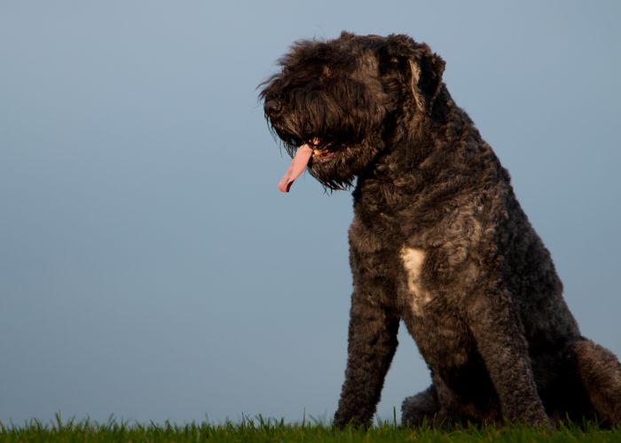 Twee verschillende uiterlijken van bouvier des flandres