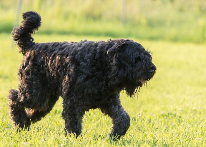 Rennende bouvier des flandres