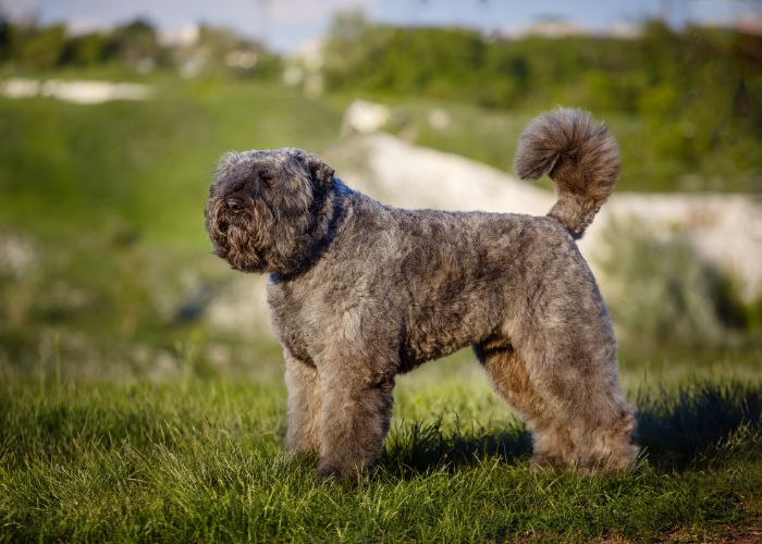 Wat kost een bouvier des flandres puppy