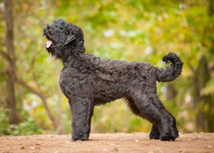 algemene informatie over de bouvier des flandres