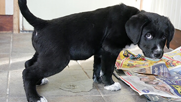 puppy plast binnen op vloer