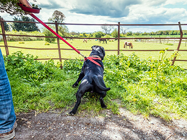 hond trekt naar paarden