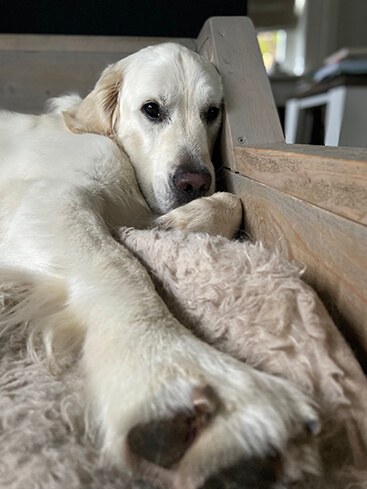 delicaat tand Wiskundige Hondenspullen (deze 20 spullen heb je nodig) - Puppygroep.nl