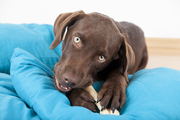 delicaat tand Wiskundige Hondenspullen (deze 20 spullen heb je nodig) - Puppygroep.nl