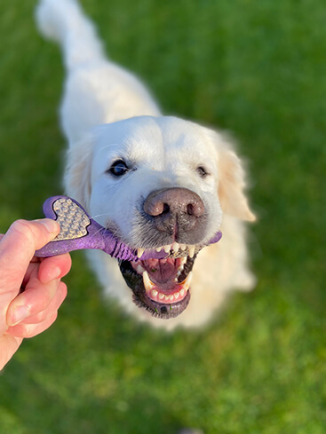 delicaat tand Wiskundige Hondenspullen (deze 20 spullen heb je nodig) - Puppygroep.nl