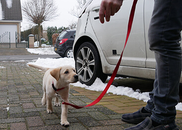 labrador puppy buiten wandelen