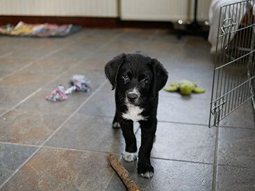 puppy-Diesel