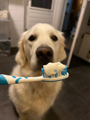 honden tandenborstel