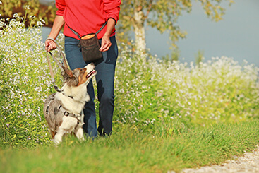 wandelen met je hond