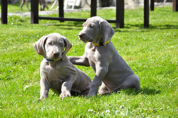 weimaraner-puppy