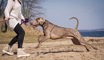 weimaraner volwassen hond