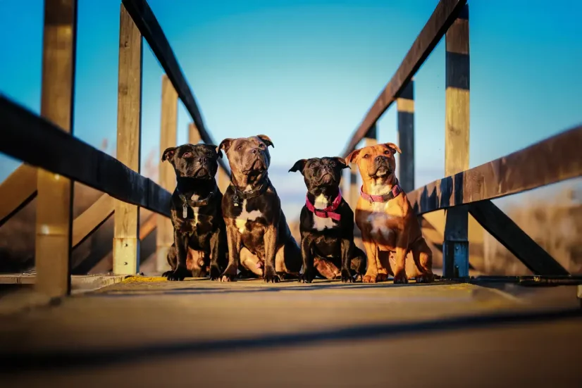 Staffordshire Bull Terrier hondenras